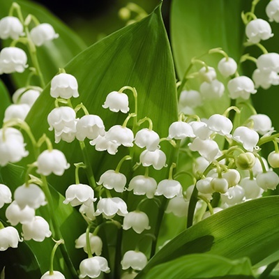 meiklokje-convallaria-majalis-hofheim