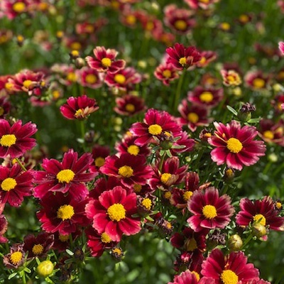 meisjesogen-coreopsis-little-bang-red-elf