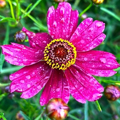 meisjesogen-coreopsis-verticillata-ruby
