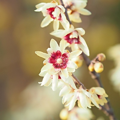 meloenboompje-chimonanthus-praecox