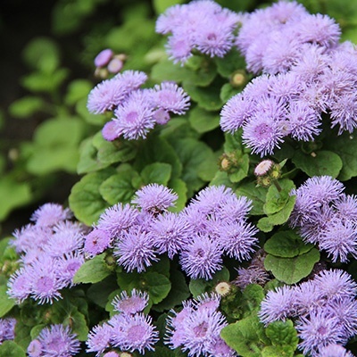 mexicaantje-ageratum-houstonianum-ariella-blues