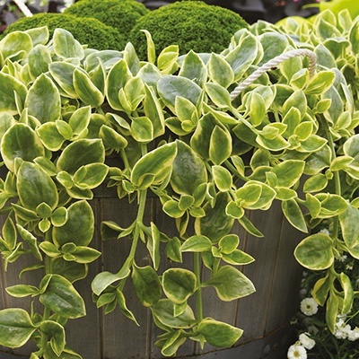 mezoo_dorotheanthus-aptenia-mezoo