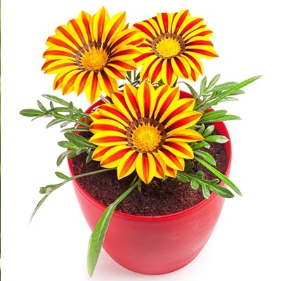 middaggoud-gazania-x-rigens-impressa-f1-yellow-flames