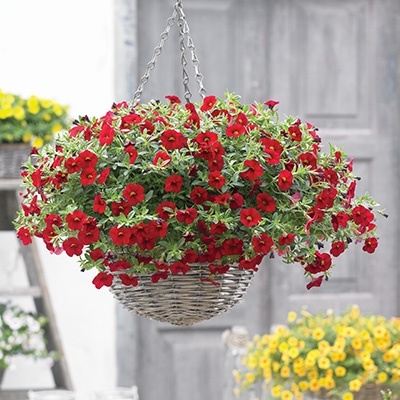 mini-hangpetunia_calibrachoa-parviflora-cabaret-bright-red