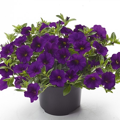 mini-hangpetunia_calibrachoa-parviflora-cabaret-dark-blue
