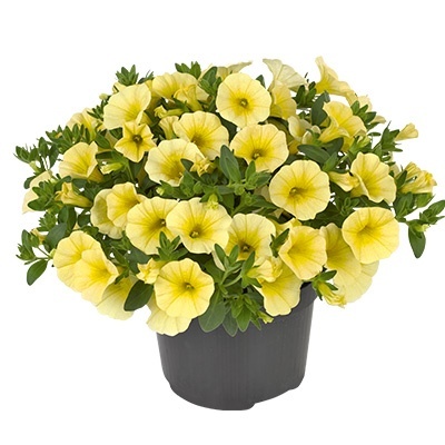 mini-hangpetunia_calibrachoa-parviflora-cabaret-lemon