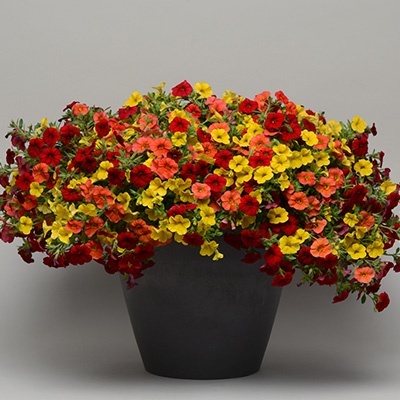 mini-hangpetunia_calibrachoa-parviflora-cabaret-mixmasters-firework