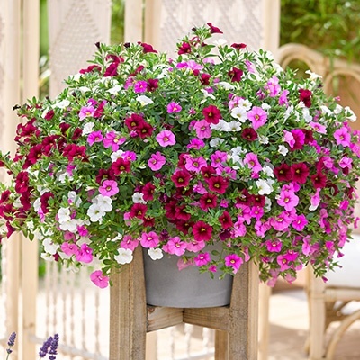 mini-hangpetunia_calibrachoa-parviflora-cabaret-mixmasters-pink-paradise