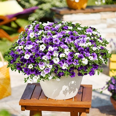 mini-hangpetunia_calibrachoa-parviflora-cabaret-mixmasters-voltaire