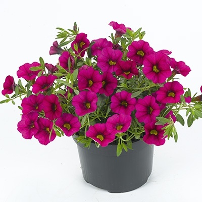 mini-hangpetunia_calibrachoa-parviflora-cabaret-rose