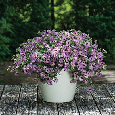 mini-hangpetunia_calibrachoa-parviflora-chameleon-lavender-sorbet
