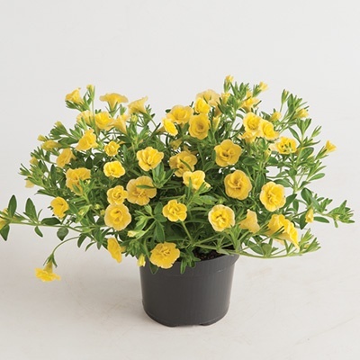 mini-hangpetunia_dubbel_calibrachoa-parviflora-can-can-rosies-dark-yellow