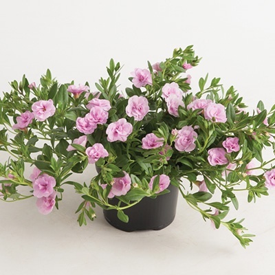 mini-hangpetunia_dubbel_calibrachoa-parviflora-can-can-rosies-light-pink