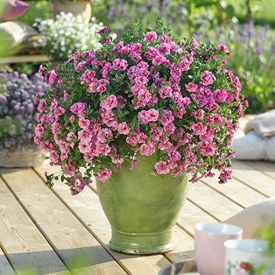 mini-hangpetunia_dubbel_calibrachoa-parviflora-can-can-rosies-pink-vein