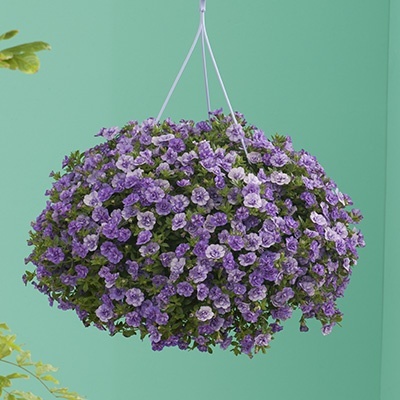 mini-hangpetunia_dubbel_calibrachoa-parviflora-can-can-rosies-sky-blue