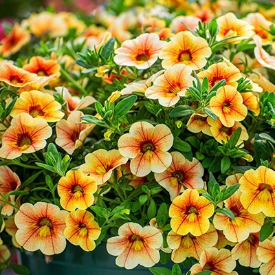 mini-petunia-calibrachoa-cultivars-calita-compact-tigereyes