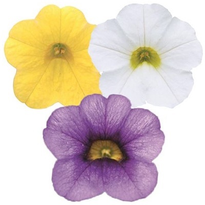 mini-petunia-calibrachoa-cultivars-calita-compact-trio-gold-dark-blue-whitevolmary