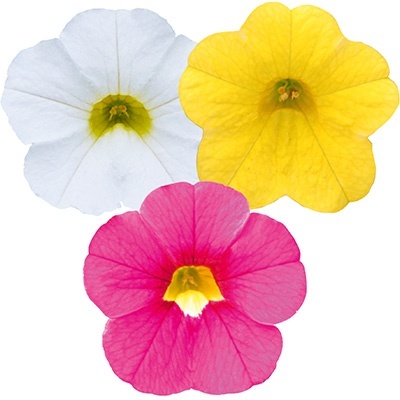 mini-petunia-calibrachoa-cultivars-calita-compact-trio-gold-rose-whitevolmary