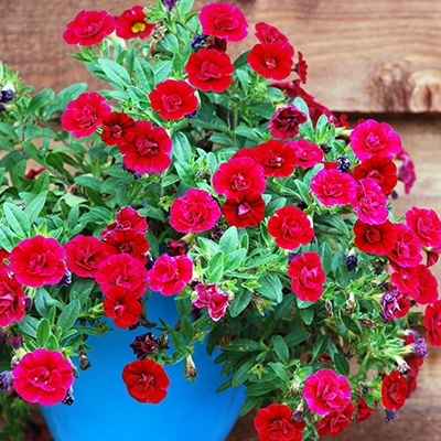 mini-petunia-calibrachoa-cultivars-calita-double-cherrys