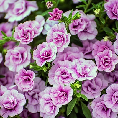 mini-petunia-calibrachoa-cultivars-calita-double-pinks