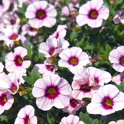 mini-petunia-calibrachoa-cultivars-calita-pink-morns