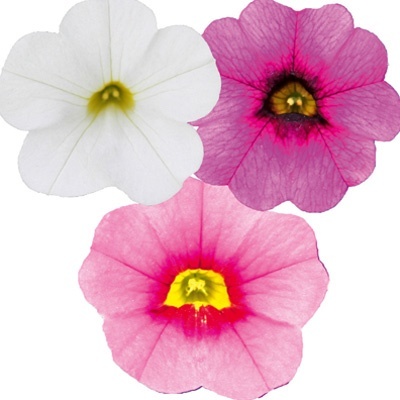 mini-petunia_calibrachoa-cultivars-calita-compact-trio-pink-red-eye-rose-white