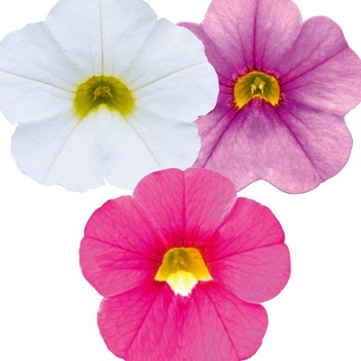 mini-petunia_calibrachoa-cultivars-calita-compact-trio-rose-dark-blue-white