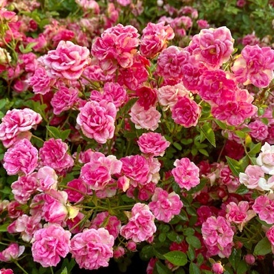 miniatuurroos-rosa-lillyrose-wonder-5