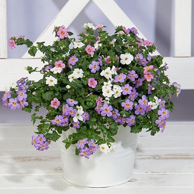 mix-3-in-1-sutera-bacopa-trixi_falls_ambiente