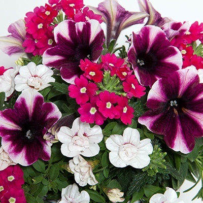 mix-3-in-1-trixi_amarena-cream