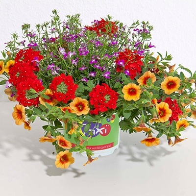 mix-3-in-1-trixi_ayers-rock