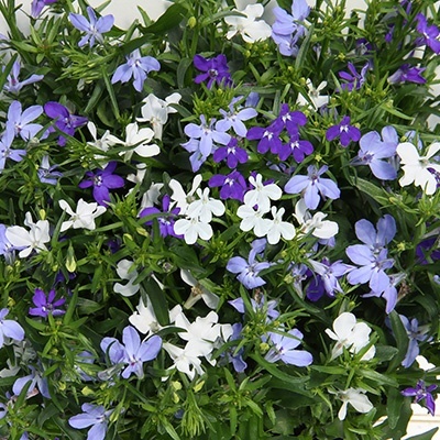 mix-3-in-1-trixi_blue-fashion