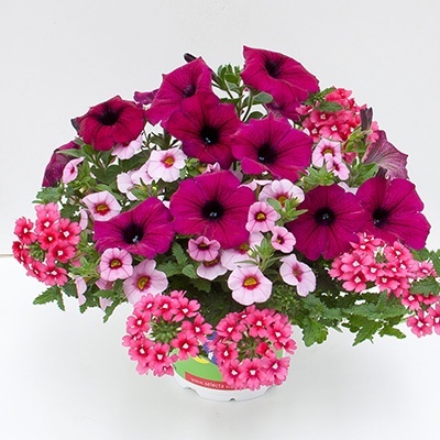 mix-3-in-1-trixi_cherry-kiss