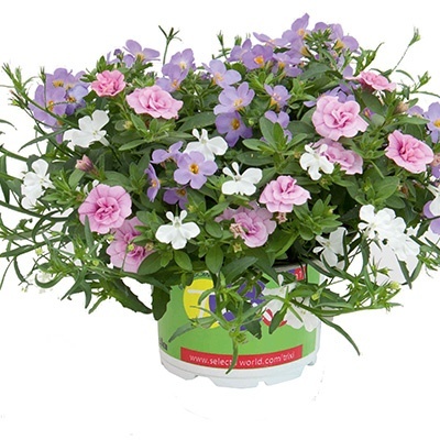 mix-3-in-1-trixi_romance