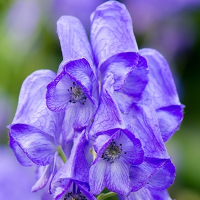 monnikskap-aconitum-car-arendsii