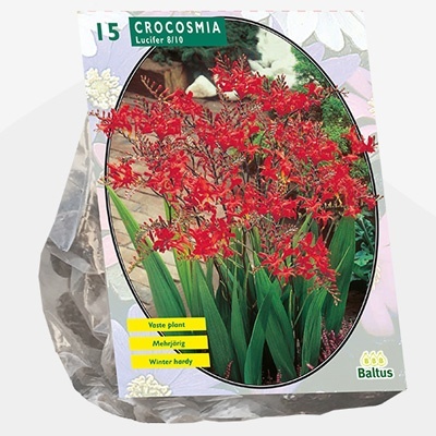 montbretia_crocosmia-lucifer-per-15