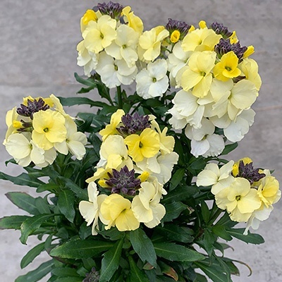 muurbloem-erysimum-linifolium-leya-lemon-glowselecta