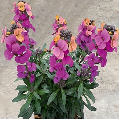 muurbloem-erysimum-linifolium-leya-purple-glowselecta