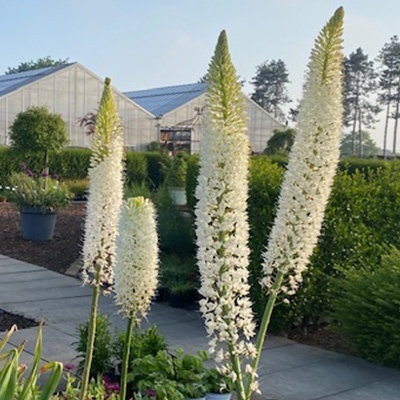 naald-van-cleopatra-eremurus-himalaicus