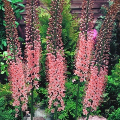 naald-van-cleopatra-eremurus-robustus
