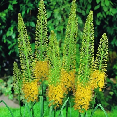 naald-van-cleopatra-eremurus-stenophyllus-bungei