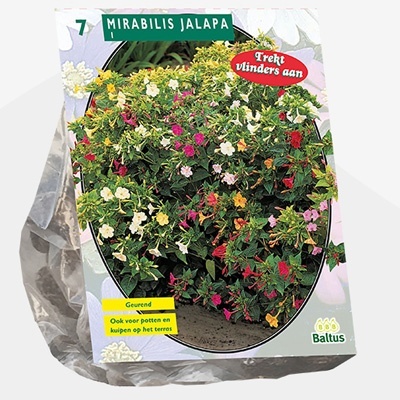 nachtschone_mirabilis-jalapa-per-7