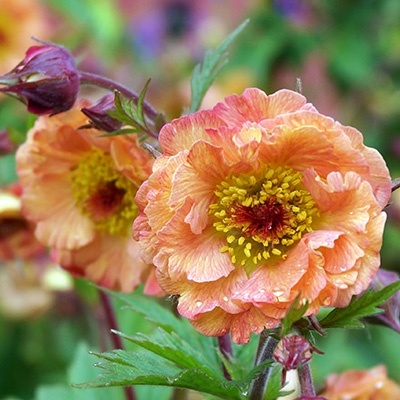 nagelkruid-geum-mai-tai-pbr-eu35820