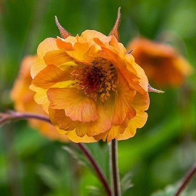 nagelkruid_geum-totally-tangerine_pbr-eu30066