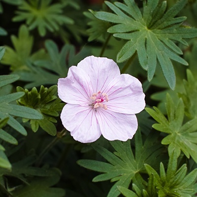 ooievaarsbek-geranium-sanguineum-vision-pink