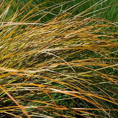 oranjezegge_carex-testacea-prairie-fire