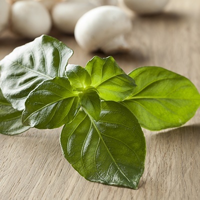 paddestoelplant-rungia-klossii