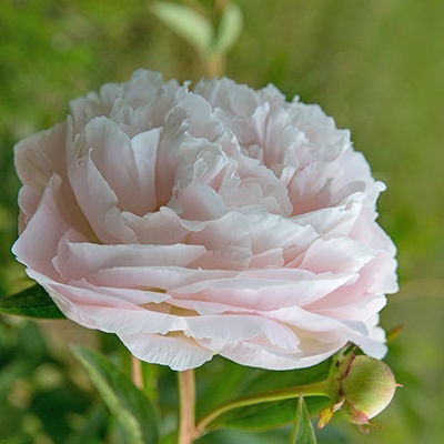 paeonia-lactiflora-mothers-choice