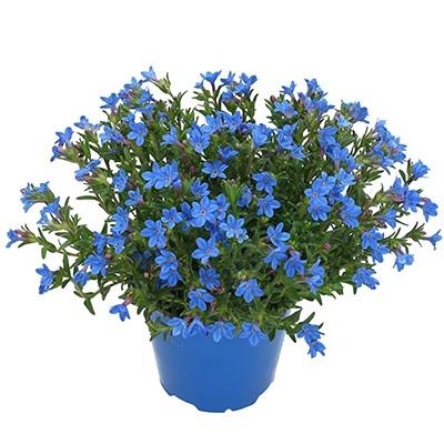 parelzaad_lithodora-diffusa-heavenly-blue