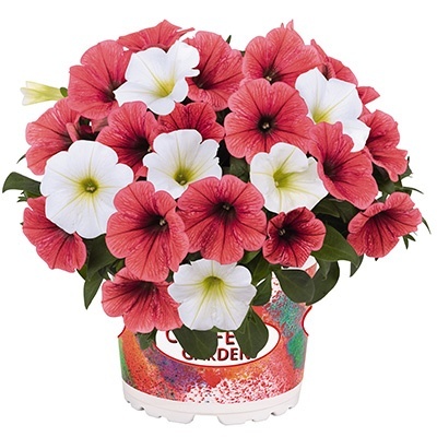 petunia-mix-confetti-duo-garden-coral-reef